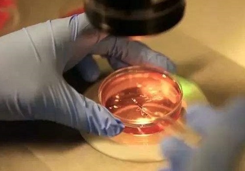 43歲做試管成功的幾率大嗎？成功秘訣有哪些？