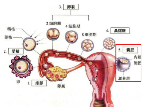 試管嬰兒生幾率大嗎？?